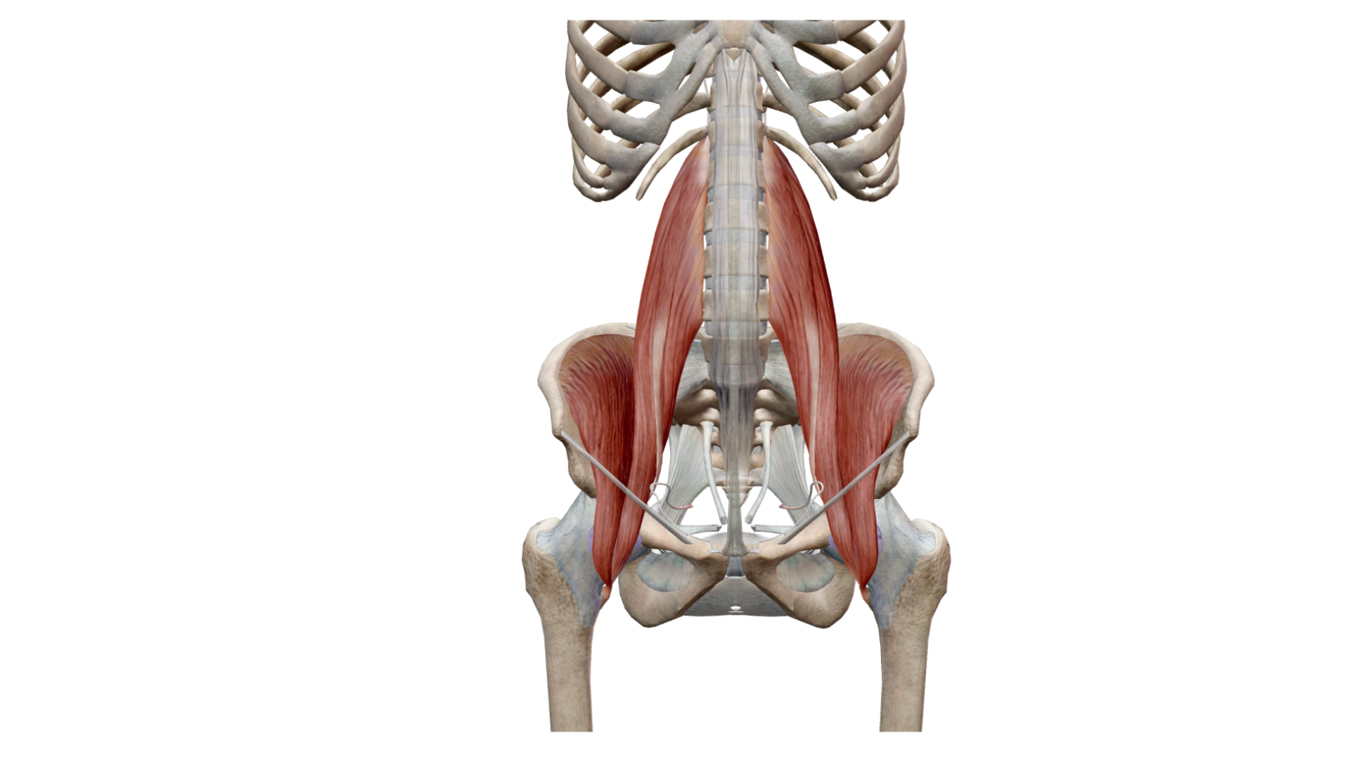 The psoas muscle connecting spine to legs