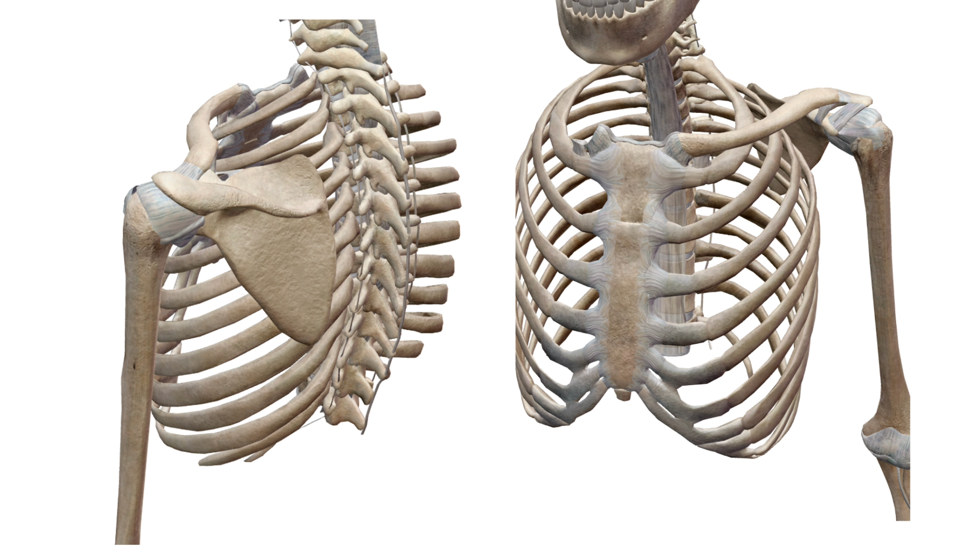 The shoulder blade and its movement on the ribcage