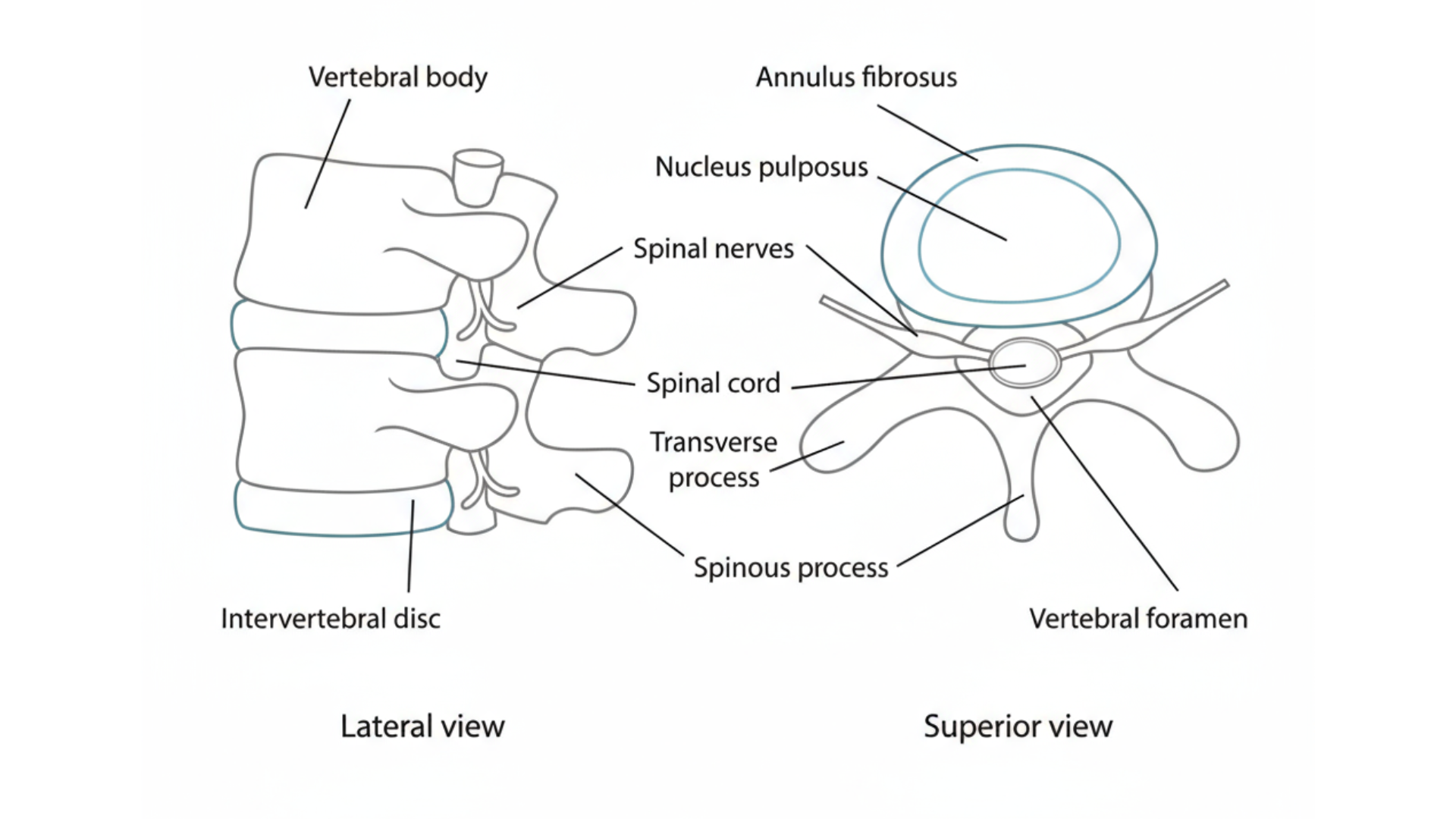 Single vertebra showing disc and joint structure