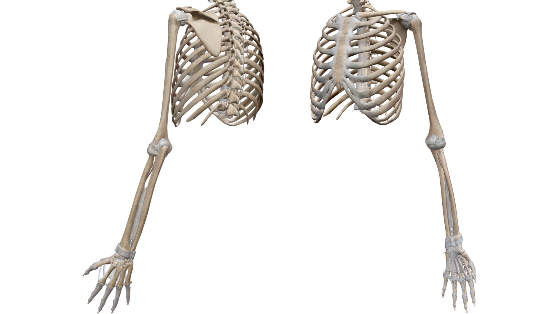Structure du bras montrant l'amplitude de mouvement