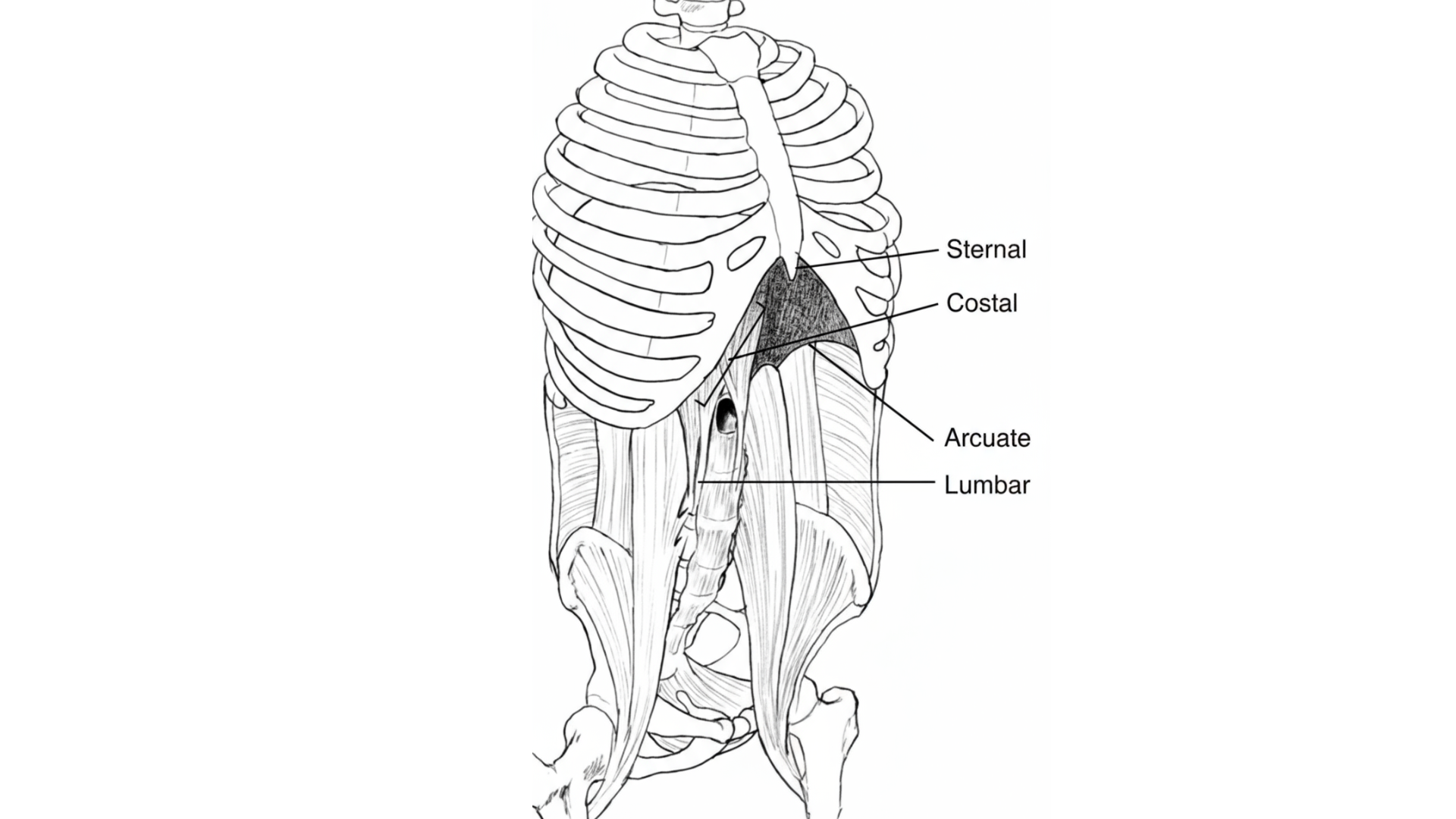Le diaphragme et son rôle dans la respiration